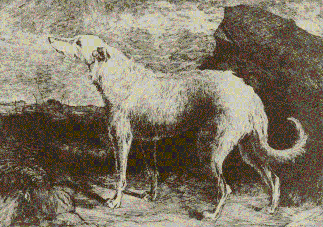 Deerhound Bran