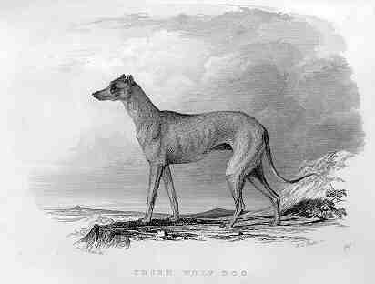 Deerhound a Deerhound 1846