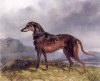 A Deerhound in a landscape originally by William Barraud