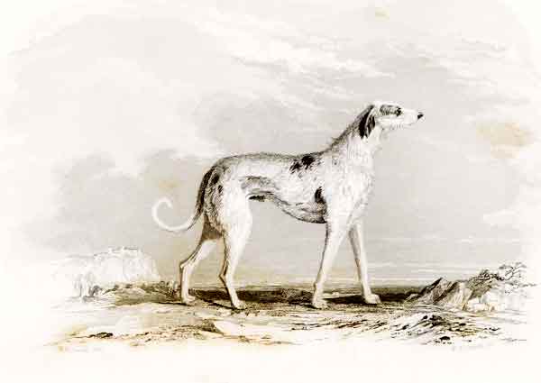 Deerhound in 1846