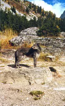 Deerhound Aghnarragh Caelin  la montagne