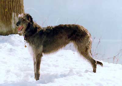 Deerhound Caelin dans la neige au bord du Rhne