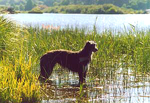 Deerhound Caelin dans l'eau  l'tang de Biscarosse