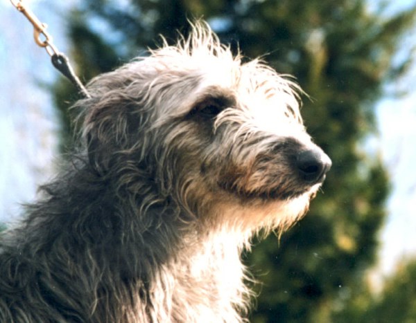Deerhound Celdric