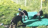 Deerhound puppies jeux extrieurs