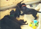 Deerhound puppies jeux