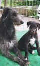 Deerhound puppies avec Holly