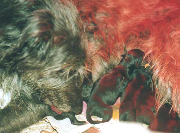 Deerhound Caelin et ses bébés