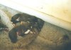 Deerhound puppies 1 semaine