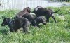Deerhound puppies 4 semaines 1re sortie
