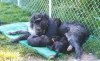 Deerhound puppies 5 semaines