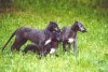 Deerhound puppies 9 semaines