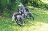 Deerhound puppies 10 semaines