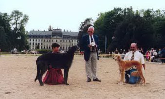 Deerhound Aultnaharra Albaine BIS Donnaueschingen 1995