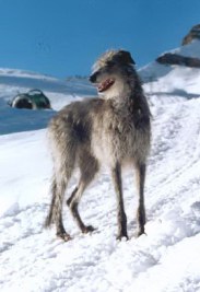 Deerhound Arrow's Paganagh the Deerhunter aux Crosets en hiver