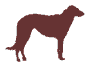 deerhound ombre