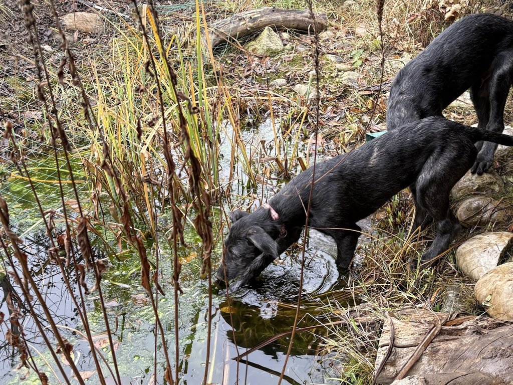 Oona scottish deerhound